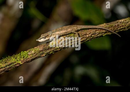 Uetz Vetchling Chameleon (Calumma uetzi), Marojejy Nationalpark, Madagaskar Stockfoto