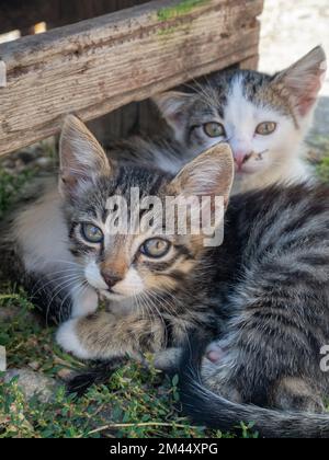 Nahaufnahme von zwei süßen Tabby-Katzen (Felis catus), die nebeneinander auf dem Gras liegen Stockfoto