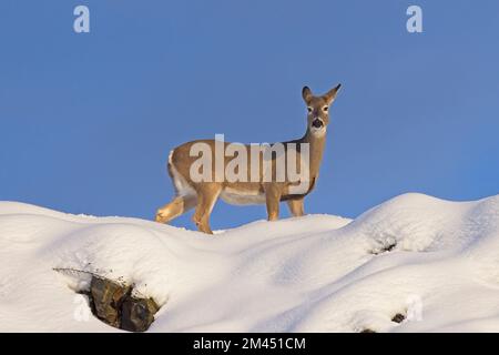 Ein weißes Schwanzhirsch, das auf einem schneebedeckten Hügel steht, blickt in Nord-Idaho auf die Kamera. Stockfoto