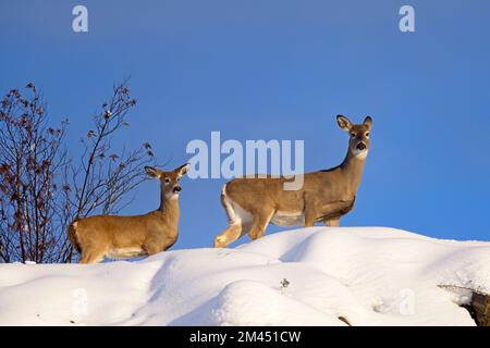 Zwei Weißschwanz-Hirsche stehen auf einem schneebedeckten Hügel vor einem blauen Himmel im Norden Idahos. Stockfoto