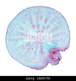 Rettichwurzel, Querschnitt unter dem Lichtmikroskop. Querschnitt durch die Wurzel der Raphanus sativus-Pflanze. Mikrografie mit 8X-facher Vergrößerung. Stockfoto