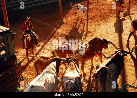 Ein reitender Cowboy beginnt die Roundup of Texas Longhorn Bulls in den Ft Worth Stockyards Stockfoto