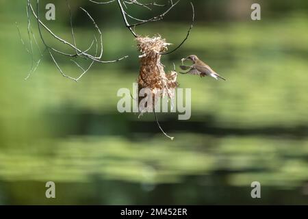 Ein Honeyeater mit Braunrücken befindet sich mitten im Flug zu seinem Nest mit Nistmaterial im Cattana Wetlands in Cairns, Queensland, Australien. Stockfoto