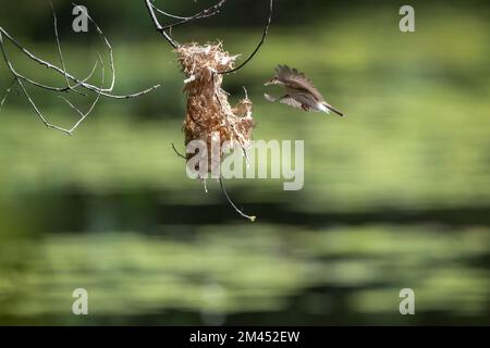 Ein Honeyeater mit Braunrücken befindet sich mitten im Flug zu seinem Nest mit Nistmaterial im Cattana Wetlands in Cairns, Queensland, Australien. Stockfoto