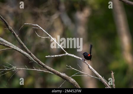 Ein männlicher, roter Märchenprinz, der auf einem toten Ast sitzt und seinen Anspruch auf sein Territorium in Cattana Wetlands, Cairns, QLD in Australien erhebt. Stockfoto