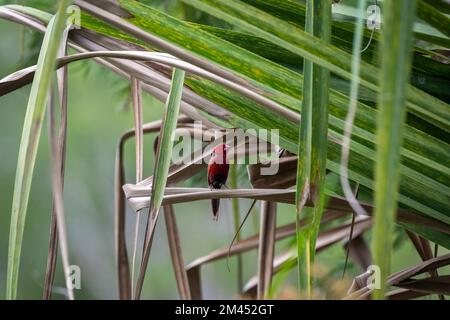 Lebhafter männlicher Crimson-Finch, hoch oben und wunderschön eingerahmt, an der Fronde einer Dornkantenpalme in Cattana Wetlands, Cairns, Queensland, Australien. Stockfoto