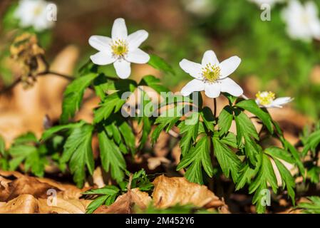 Nahaufnahme von blühenden Holzanemonen (Anemonoides nemorosa), die in einem Wald, auch bekannt als Windblume, zwischen Laub wachsen Stockfoto