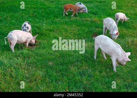 Schweine auf der Wiese. Nutztiere auf der Weide. Gruppe von Haustieren Stockfoto