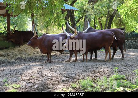 Eine Ankole-Watusi-Herde (Bos taurus indicus) in natürlicher Umgebung Stockfoto