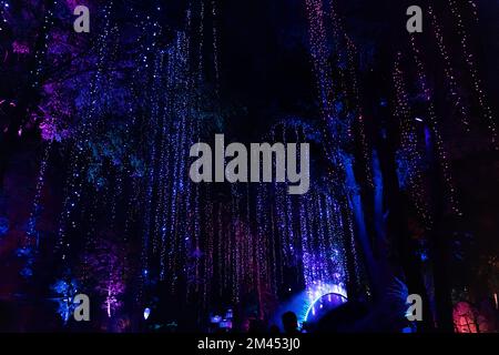 Neonlichter hängen von Bäumen und beleuchten den Raum in Pink und Blau Stockfoto