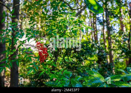 Rote Giftbeeren auf Bäumen im Wald. Stockfoto