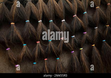 Haarstruktur des Pferdes. Geflochtene Zöpfe mit elastischen Bändern. Pferdedetails. Die Mähne des Pferdes. Tierdekoration. Stockfoto