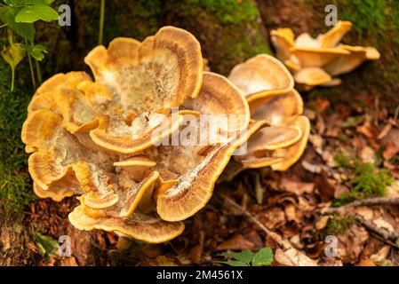 Wunderschöner gelber Halterungspilz, wahrscheinlich ein Laetiporus sulfurus (auch bekannt als Schwefelpolypore oder Hähnchen) Stockfoto