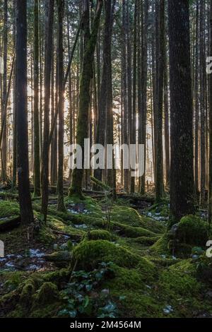 Wald mit Morgensonne. Nebeliger Regenwald und helle Sonnenstrahlen durch Bäume, dunkle Wälder im Herbst. Grüner Wald mit Sonnenstrahlen. N Stockfoto