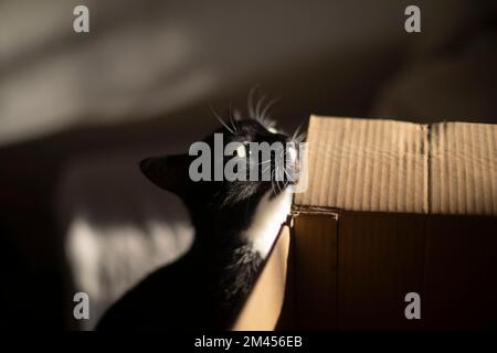 Die Katze juckt an der Box. Katze zu Hause. Haustier und Pappe. Tier in der Wohnung. Stockfoto