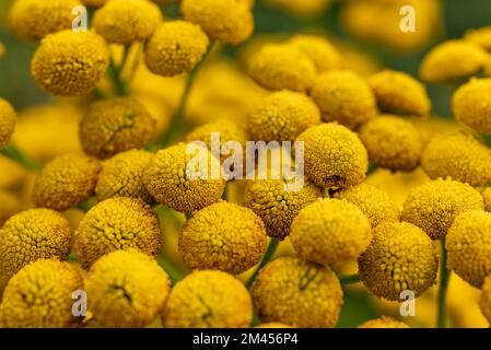 Makrofoto einer hellgelben blühenden Tansy (Tanacetum vulgare) Stockfoto