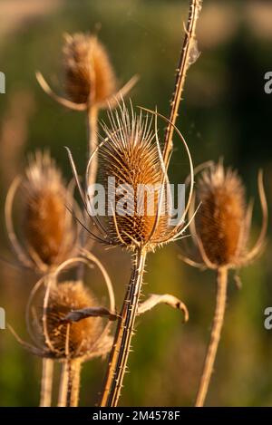 Nahaufnahme eines trockenen wilden Teesels (Dipsacus fullonum) Stockfoto