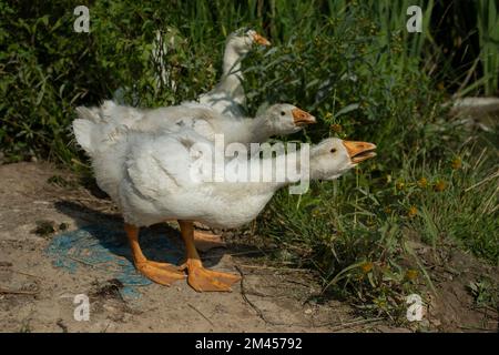 Gänseküken auf dem Teich. Weiße Vögel. Gänsehaut. Das Leben auf dem Land. Niedliche Küken. Stockfoto