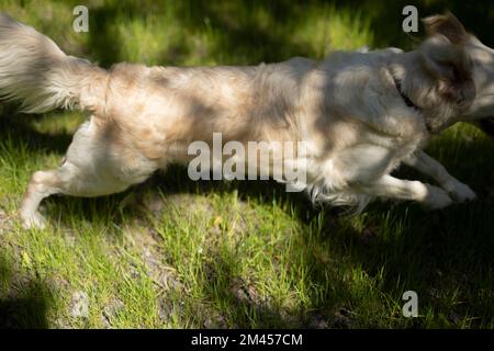 Der Hund rennt auf dem Gras. Ein Tier auf dem Weg. Haustier auf der Straße. Hund in Bewegung. Hundeleben. Stockfoto