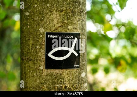 Wegweiser für den Langstreckenwanderweg „Pilgern in Lippe“ auf einem Baum, Teutoburger Wald, Deutschland Stockfoto