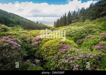 Malerisches grünes Tal und farbenfrohe Rhododendron-Büsche im Vee, Knockmealdown Mountains, Irland. Stockfoto