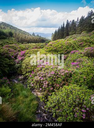 Malerisches Tal mit bunten Rhododendron-Büschen im Vee, Knockmealdown Mountains, Irland. Stockfoto