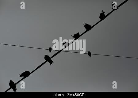 Tauben auf Draht. Tauben vor dem Hintergrund des grauen Himmels. Viele Vögel. Silhouetten von Vögeln. Stockfoto