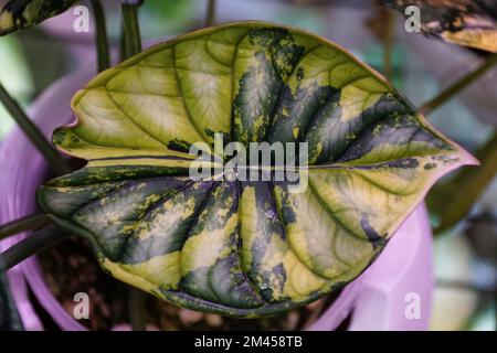 Atemberaubende gelbe und grüne Marmorblätter der Alocasia Dragon Scale variegated, eine seltene tropische Pflanze Stockfoto