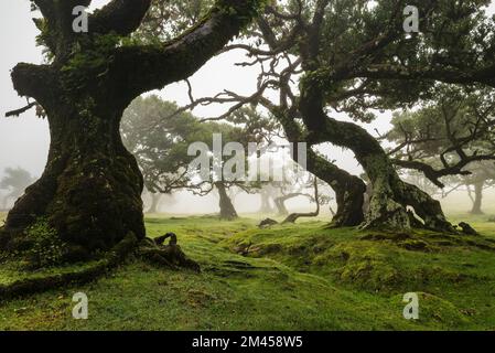 Magische Landschaft im Lorbeerwald von Fanal, Madeira, mit eindrucksvollen alten Stinkholz-Lorbeerbäumen, an einem nebligen Tag im Naturschutzgebiet Laurissilva Stockfoto