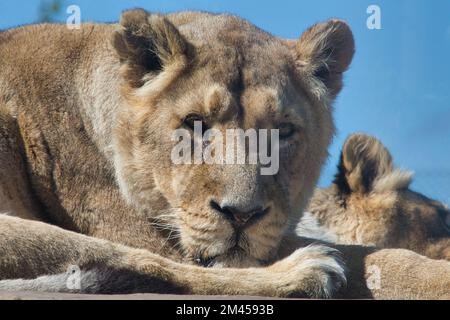 Nahaufnahme eines lügenden asiatischen Löwen (Panthera leo persica) mit dem Himmel im Hintergrund Stockfoto
