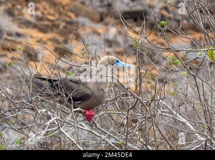 Galapagosinseln (Sula sula) hoch oben auf dem Ast, Punta Pitt, San Cristobal Insel, Galapagos Nationalpark, Ecuador. Stockfoto