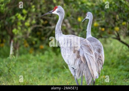 Mücken versammeln sich auf und um Sandhügelkräne (Grus canadensis), die durch einen Zitrushain in Zentralflorida wandern. (USA) Stockfoto