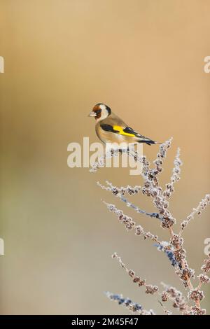 Europäischer Goldfink Carduelis carduelis, Erwachsener auf frostbedecktem Dock Stamm, Suffolk, England, Dezember Stockfoto