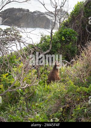 Einheimisches australisches Tier, Sumpf- oder Schwarzwallaby, marsupiales Säugetier, Blick auf den Ozean von der Landzunge, Australien Stockfoto