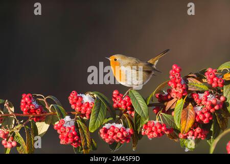 Europäisches Rotkehlchen Erithacus rubecula, Erwachsener hoch oben auf dem Kokoneaster-Zweig, Suffolk, England, Dezember Stockfoto