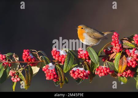 Europäisches Rotkehlchen Erithacus rubecula, Erwachsener hoch oben auf dem Cotoneaster Zweig, singen, Suffolk, England, Dezember Stockfoto