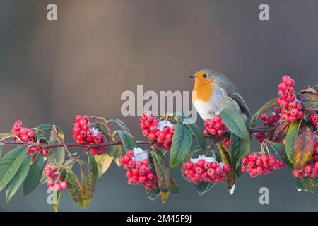 Europäisches Rotkehlchen Erithacus rubecula, Erwachsener hoch oben auf dem Kokoneaster-Zweig, Suffolk, England, Dezember Stockfoto