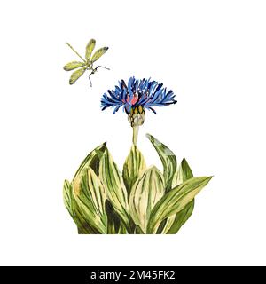 Blüteninsekt Libelle in Aquarell Stockfoto