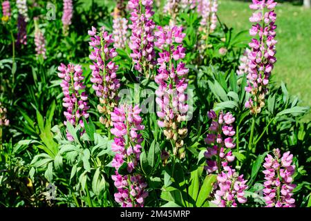 Viele leuchtend rosa Lupinusblüten, allgemein bekannt als Lupine oder Lupine, in voller Blüte und grünem Gras in einem sonnigen Frühlingsgarten, wunderschöne Flora im Freien Stockfoto