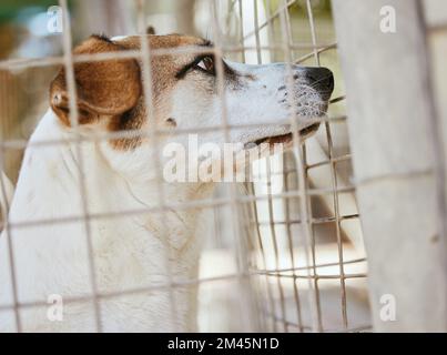 Rette Hund, Käfig und Adoption in einem Heim, verlassenes Haustier und Obdachlose an einem sicheren Ort. Traurig, verloren und Welpe in einer Tierzwinger, die auf A wartet Stockfoto