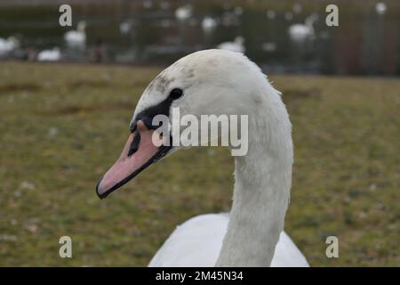 Ein eleganter weißer Schwan, der in die Kamera schaut Stockfoto