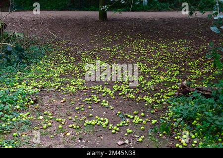 Gefallene Äpfel in der Waldrodung Stockfoto