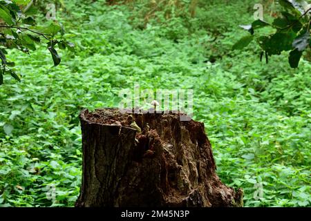 Einsame Pilze auf einem Baumstumpf Stockfoto