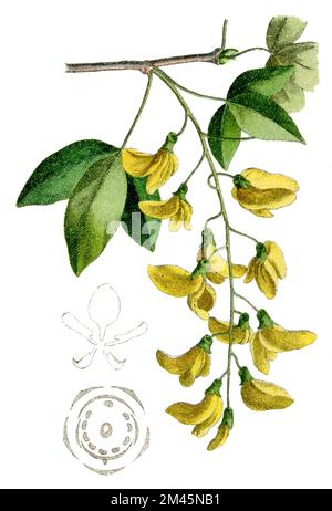 Gewöhnliches Laburnum, goldene Kette oder goldener Regen Laburnum anagyroides, (Botanisches Buch, 1900), Goldregen Stockfoto