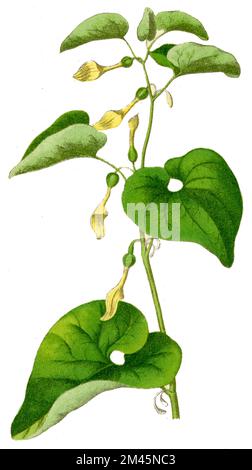 birthwort Aristolochia clematitis, (Botanisches Buch, 1900), Aufrechte Osterluzei Stockfoto