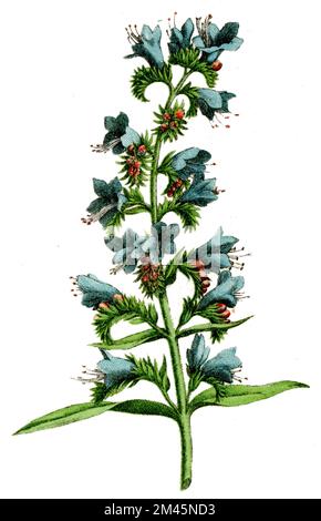 viper's Bugloss Echium vulgare, (Botanisches Buch, 1900), gewöhnlicher Natternkopf Stockfoto