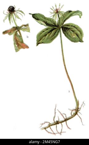 Paris quadrifolia, Herb-paris oder echter Liebesknoten Paris quadrifolia, (Gesundheitsbuch, 1920), Einbeere Stockfoto