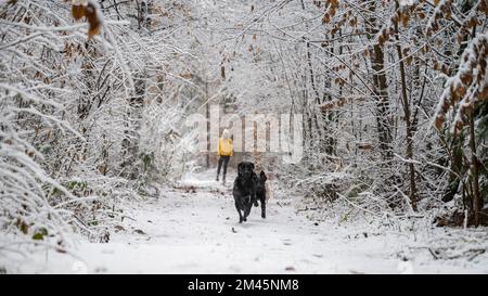 Zwei schwarze labrador Retriever-Hunde laufen auf die Kamera zu, durch wunderschöne schneebedeckte Wälder mit ihrem Besitzer im Hintergrund. Stockfoto