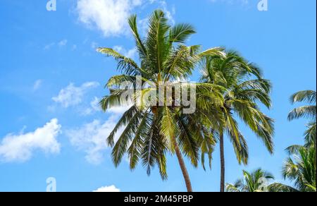 Palmenhain, Kokospalmen und blauer Himmel an warmen sonnigen Tagen Stockfoto