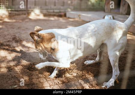 Hund spielt im Schlamm, Schmutz oder Sand, um Spaß zu haben, oder gräbt im Garten eines Tierheims, verspielt, Natur und Welpe mit Erde, die man im Garten graben kann Stockfoto